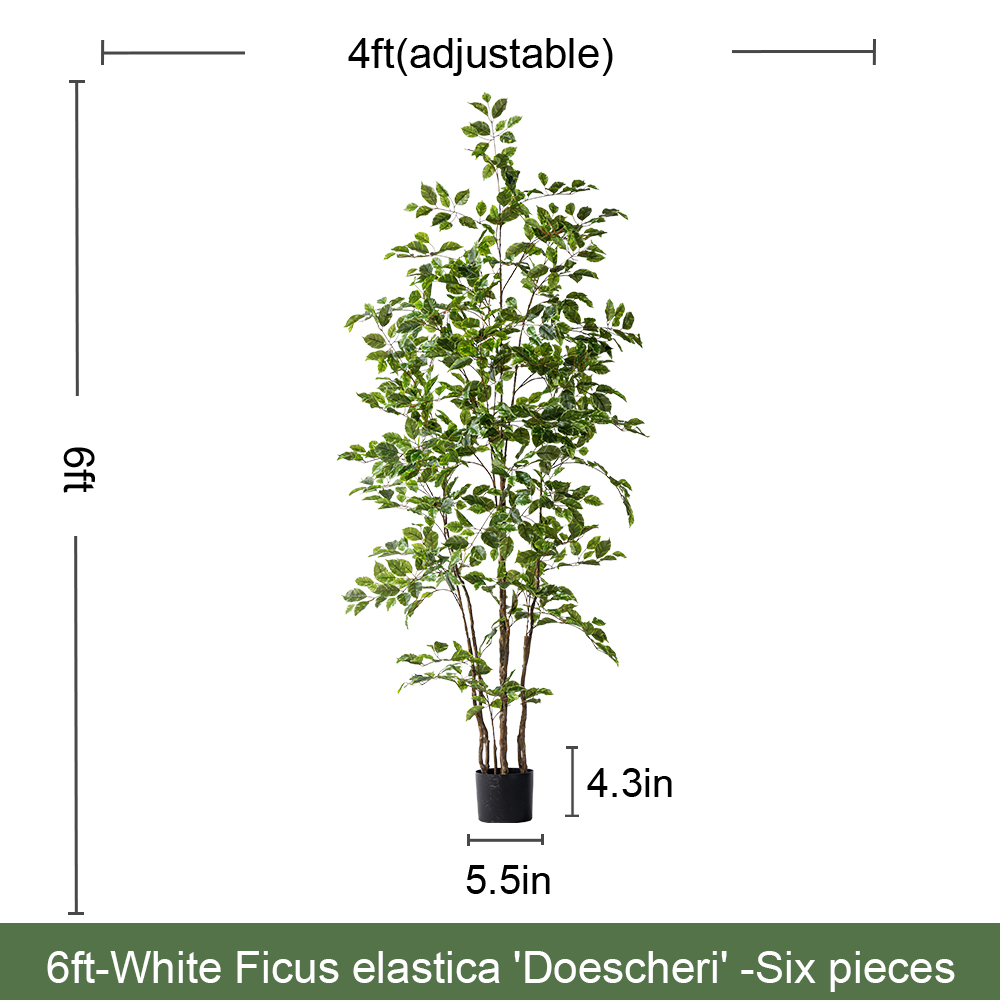 Banyan Tree (White fringe)